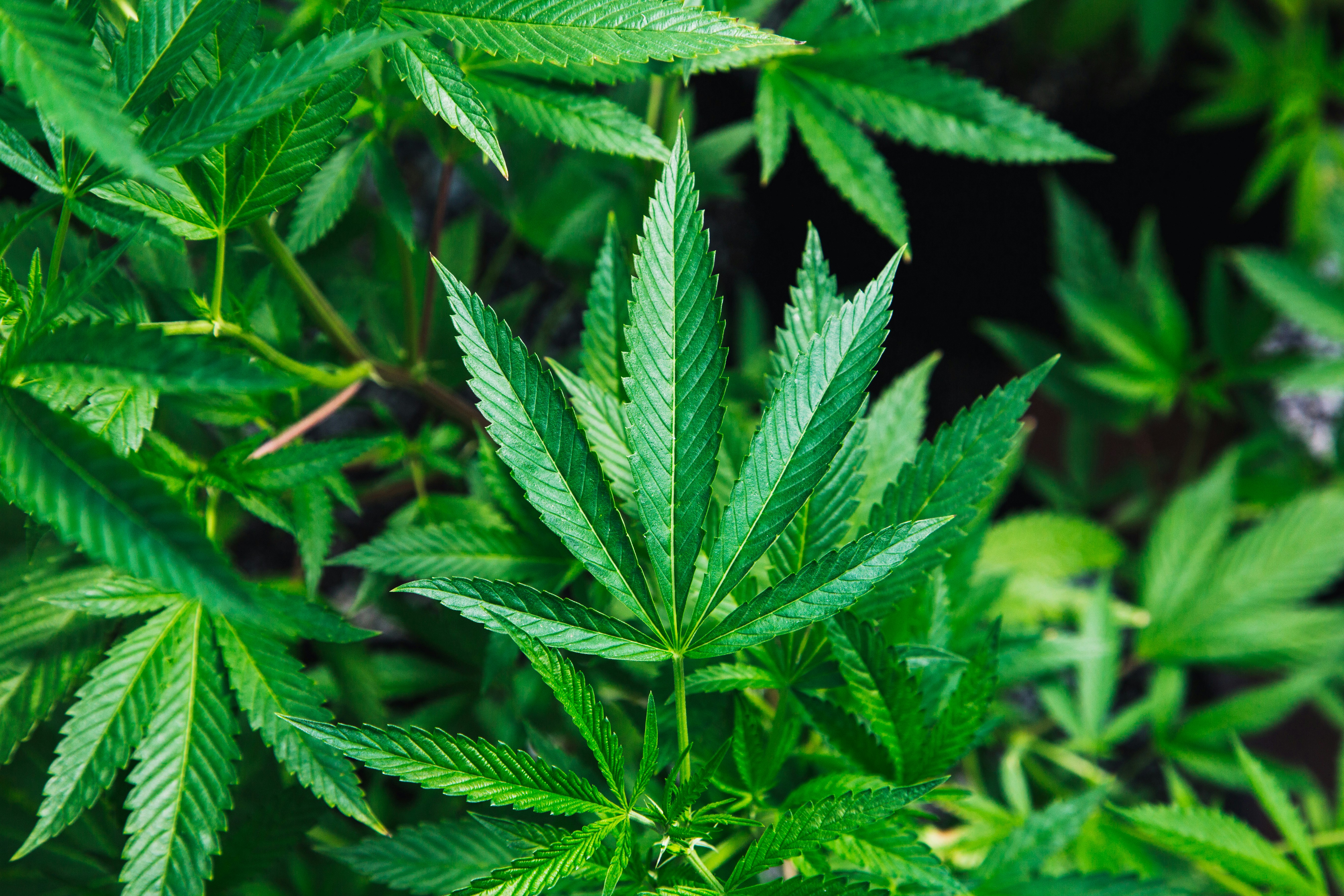 cannabis plant